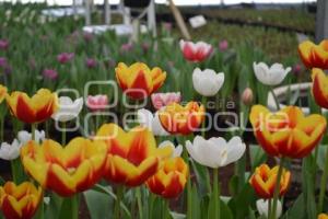 ATLIXCO . TEMPORADA DE TULIPANES
