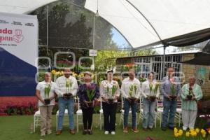 ATLIXCO . TEMPORADA DE TULIPANES