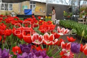 ATLIXCO . TEMPORADA DE TULIPANES