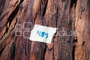 CABLEBÚS . ÁRBOLES