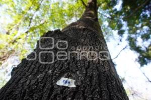 CABLEBÚS . ÁRBOLES