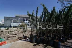 CIS . REFORESTACIÓN