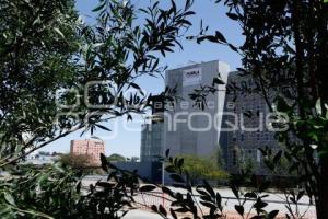 CIS . REFORESTACIÓN